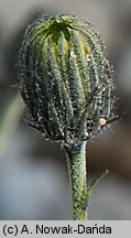 Hieracium bupleuroides (jastrzębiec przewiertniowaty)