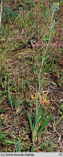 Hieracium echioides