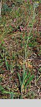 Hieracium echioides