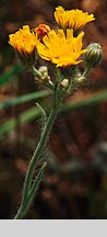 Hieracium echioides