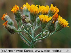 Hieracium echioides