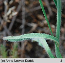 Hieracium echioides