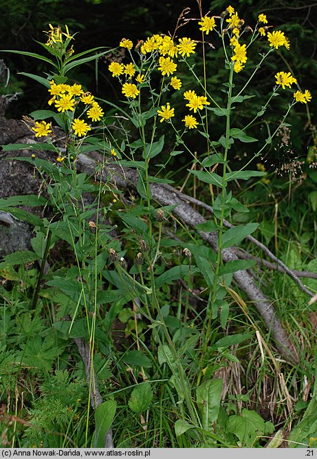 Hieracium prenanthoides (jastrzębiec przenętowaty)