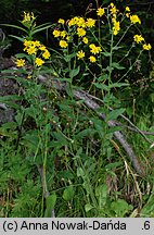 Hieracium prenanthoides (jastrzębiec przenętowaty)