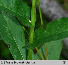 Hieracium prenanthoides (jastrzębiec przenętowaty)