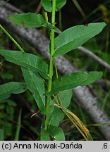 Hieracium prenanthoides (jastrzębiec przenętowaty)