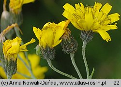 Hieracium prenanthoides (jastrzębiec przenętowaty)