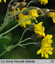 Hieracium prenanthoides (jastrzębiec przenętowaty)