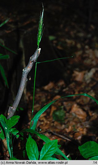 Hordelymus europaeus (jęczmieniec zwyczajny)