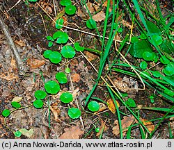 Hydrocotyle vulgaris