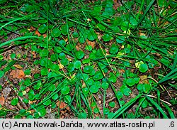 Hydrocotyle vulgaris