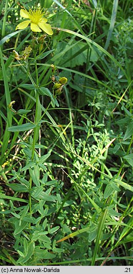 Hypericum elegans (dziurawiec wytworny)