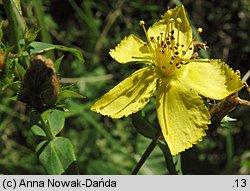 Hypericum elegans (dziurawiec wytworny)