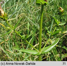 Hypericum elegans (dziurawiec wytworny)