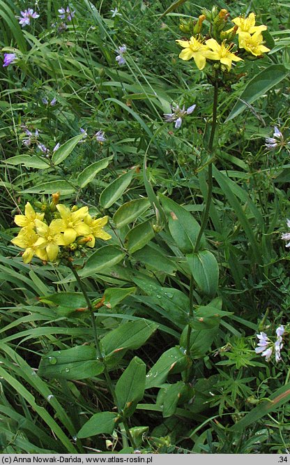 Hypericum montanum (dziurawiec skąpolistny)