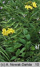 Hypericum montanum (dziurawiec skąpolistny)