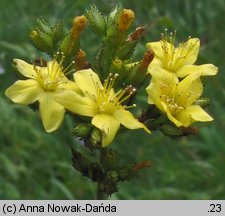 Hypericum montanum (dziurawiec skąpolistny)