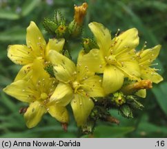 Hypericum montanum (dziurawiec skąpolistny)