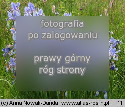 Iris sibirica (kosaciec syberyjski)
