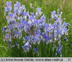 Iris sibirica (kosaciec syberyjski)