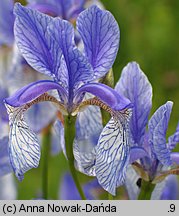 Iris sibirica (kosaciec syberyjski)