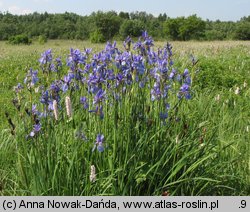 Iris sibirica (kosaciec syberyjski)