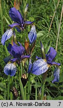 Iris sibirica (kosaciec syberyjski)