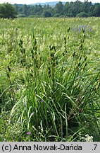 Iris sibirica (kosaciec syberyjski)