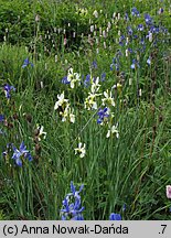 Iris sibirica (kosaciec syberyjski)