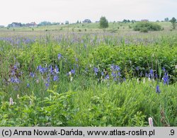 Iris sibirica (kosaciec syberyjski)