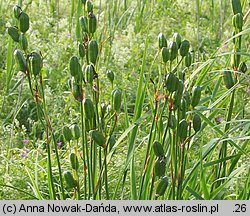 Iris sibirica (kosaciec syberyjski)