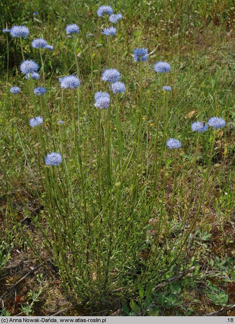 Jasione montana (jasieniec piaskowy)