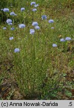 Jasione montana (jasieniec piaskowy)