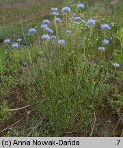 Jasione montana (jasieniec piaskowy)