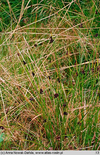 Juncus conglomeratus