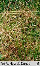 Juncus conglomeratus