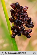 Juncus conglomeratus