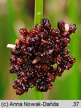 Juncus conglomeratus