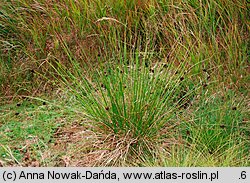 Juncus conglomeratus