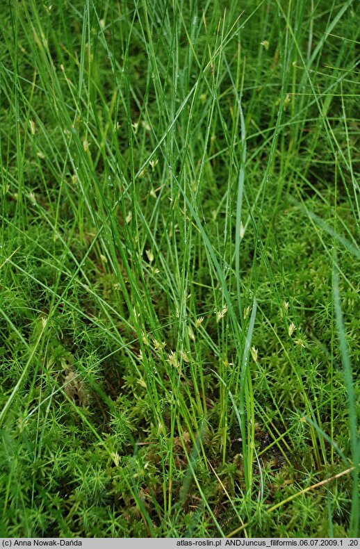 Juncus filiformis (sit cienki)