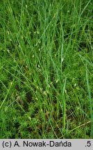 Juncus filiformis (sit cienki)