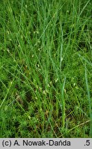 Juncus filiformis (sit cienki)