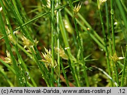 Juncus filiformis (sit cienki)