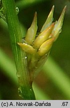 Juncus filiformis (sit cienki)