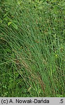 Juncus inflexus (sit siny)