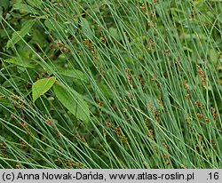 Juncus inflexus (sit siny)