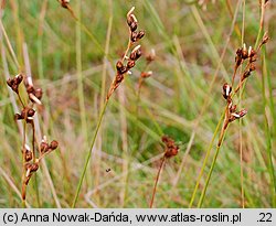 Juncus squarrosus (sit sztywny)