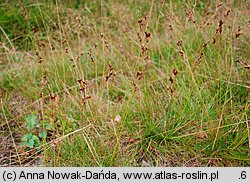 Juncus squarrosus (sit sztywny)