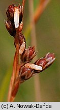 Juncus squarrosus (sit sztywny)