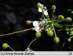 Kernera saxatilis (warzuszka skalna)